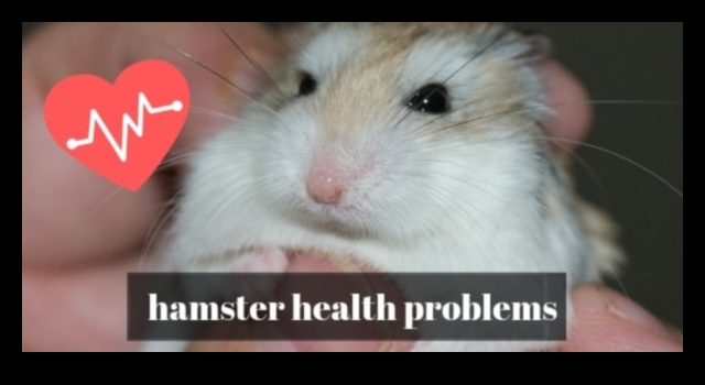 Soluții pentru comportamentul hamsterilor Depanarea provocărilor comune 2 Soluții pentru comportamentul hamsterilor: depanarea provocărilor comune