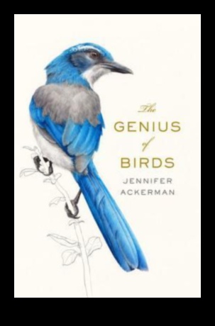 Limbajul păsărilor 3.0: Deblocarea unor perspective mai profunde asupra conversațiilor aviare