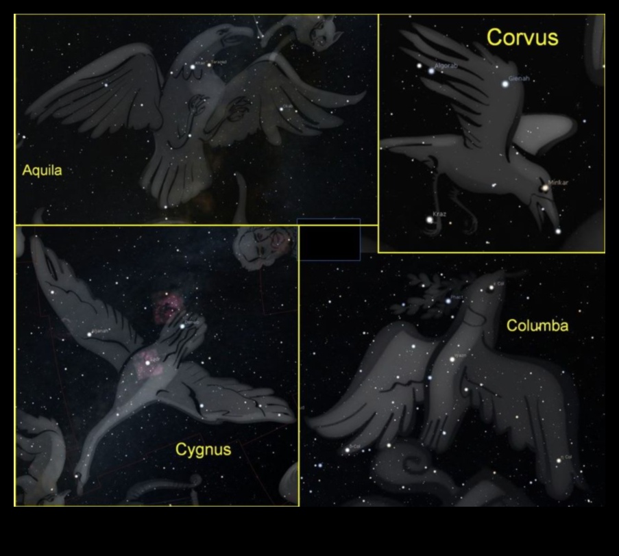 Păsări și astronomie: mitologia constelațiilor inspirată de păsări