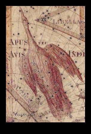 Păsări și astronomie: mitologia constelațiilor inspirată de păsări