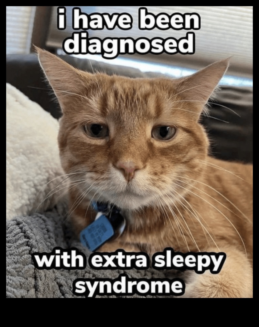 Râsete astrofice de pisică: Meme și momente hilare cu pisici