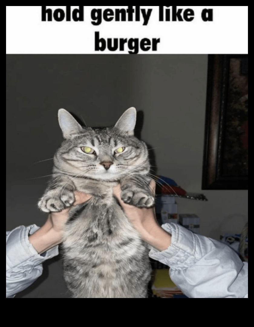 Râsete astrofice de pisică: Meme și momente hilare cu pisici