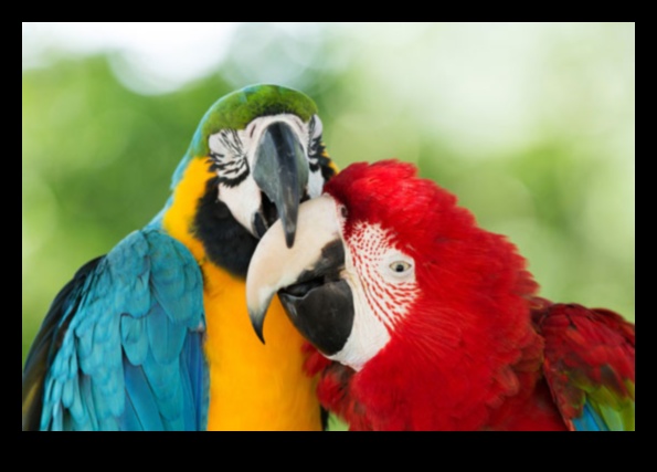 Altruismul aviar Acte de bunătate printre păsări 4 Altruismul aviar: acte de bunătate printre păsări