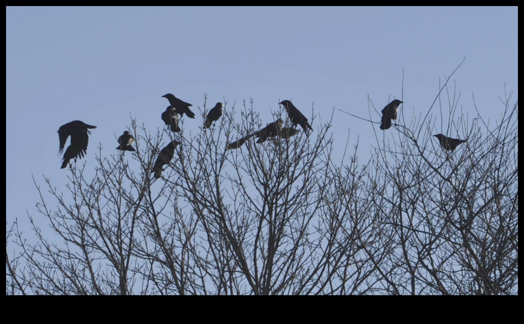 Altruism aviar Acte de bunătate printre păsări 3 Altruismul aviar: acte de bunătate printre păsări