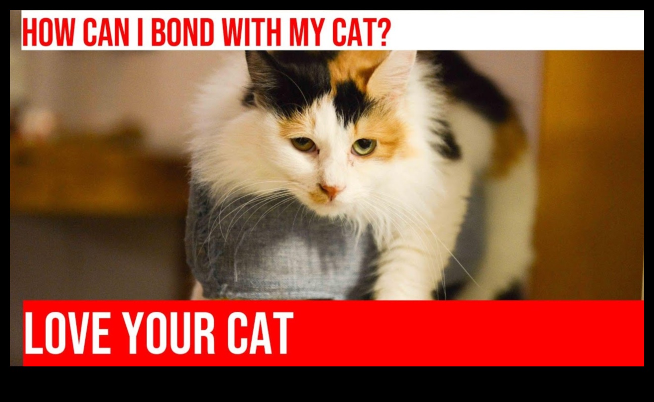 Compania pisicilor Construirea unei legături puternice cu prietenul tău felin 2 Compania pisicilor: construiește o legătură puternică cu prietenul tău felin