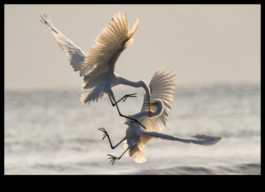 Altruismul aviar: acte de bunătate printre păsări