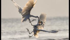 Altruismul aviar: acte de bunătate printre păsări