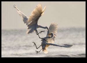 Altruismul aviar: acte de bunătate printre păsări