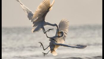 Altruismul aviar: acte de bunătate printre păsări