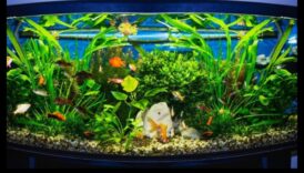 Articole pentru acvariu de pește Continuare: Adăugați mai multă eleganță acvariului dvs
