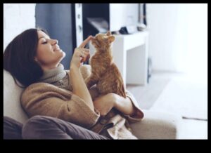 Kitty Comfort: Crearea unui mediu calm pentru pisica ta