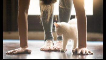 Kitty Yoga: Încorporarea întinderii și exercițiilor fizice în rutina pisicii tale