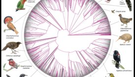 Limbajul păsărilor 3.0 Deblocarea unor perspective mai profunde inspre conversațiilor aviare 2 Limbajul păsărilor 3.0: Deblocarea unor perspective mai profunde asupra conversațiilor aviare