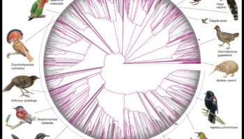 Limbajul păsărilor 3.0: Deblocarea unor perspective mai profunde asupra conversațiilor aviare