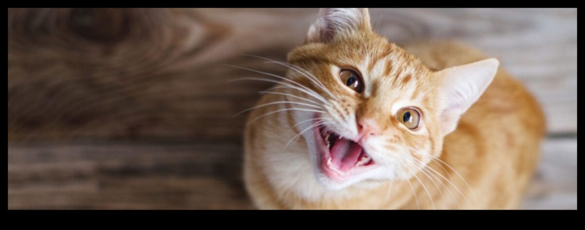 Miauul pisicii: Dezvăluirea secretelor sunetelor pisicilor