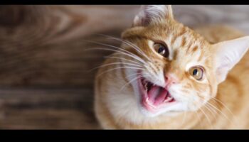 Miauul pisicii: Dezvăluirea secretelor sunetelor pisicilor