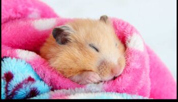 Modele de somn ale hamsterilor: înțelegerea obiceiurilor nocturne și diurne