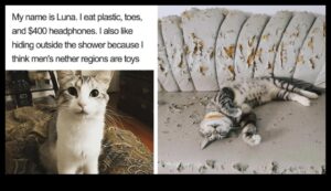 Râsete astrofice de pisică: Meme și momente hilare cu pisici