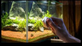 Controlul algelor din acvariu: sfaturi pentru menținerea unui rezervor de pește curat