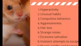 Soluții pentru comportamentul hamsterilor: depanarea provocărilor comune
