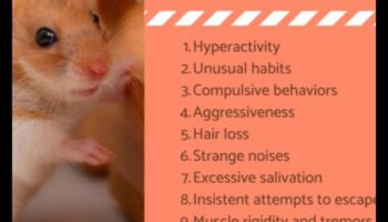 Soluții pentru comportamentul hamsterilor: depanarea provocărilor comune