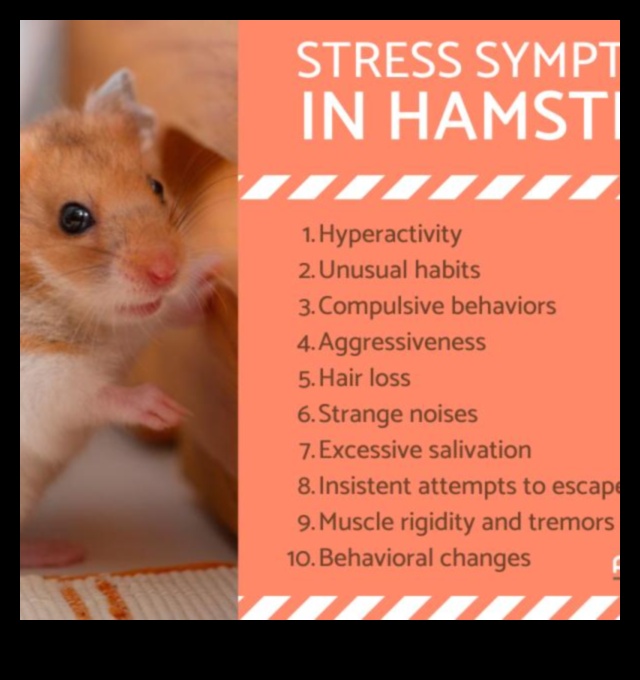 Soluții pentru comportamentul hamsterilor Depanarea provocărilor comune 1 Soluții pentru comportamentul hamsterilor: depanarea provocărilor comune